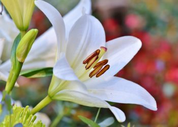 Giglio: quale significato nasconde?