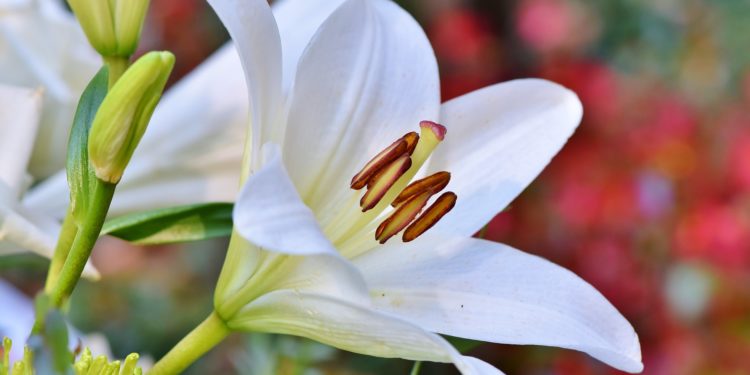 Giglio: quale significato nasconde?