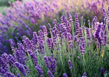OLIO ESSENZIALE DI LAVANDA, BENEFICI, USI E CARATTERISTICHE