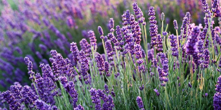 OLIO ESSENZIALE DI LAVANDA, BENEFICI, USI E CARATTERISTICHE