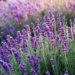 OLIO ESSENZIALE DI LAVANDA, BENEFICI, USI E CARATTERISTICHE