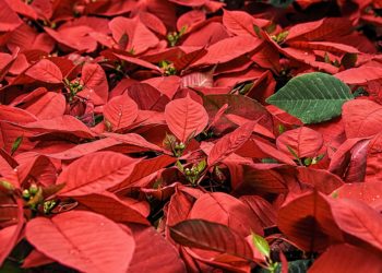 Stella di Natale: prendersene cura dopo le feste