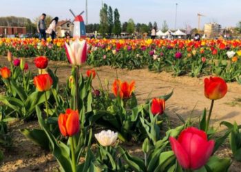 Tulipani, che passione!
