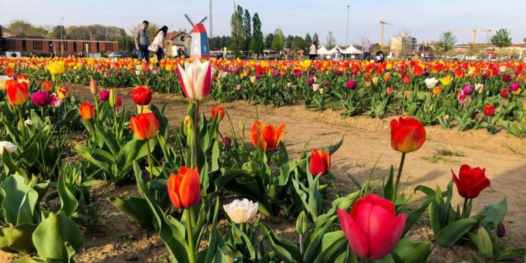 Tulipani, che passione!