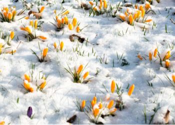 Come proteggere i fiori d’inverno