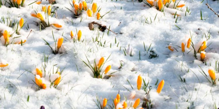 Come proteggere i fiori d’inverno