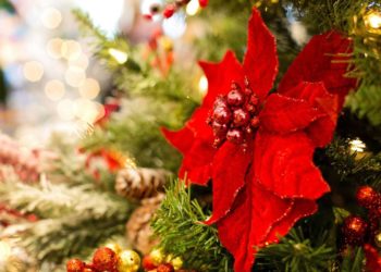 Fiori di Natale: quali sono e come curarli