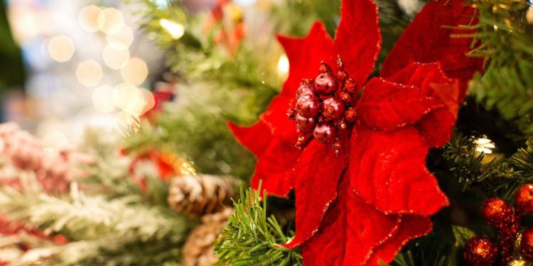 Fiori di Natale: quali sono e come curarli