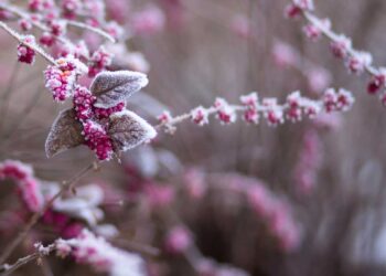 I fiori più belli che sbocciano in inverno
