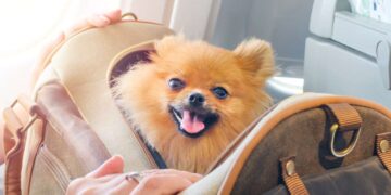 Borsette donna per cani: quali sono le più richieste