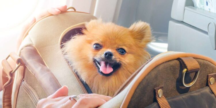 Borsette donna per cani: quali sono le più richieste