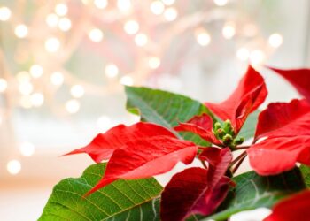 Perché a Natale si regala la stella di Natale?