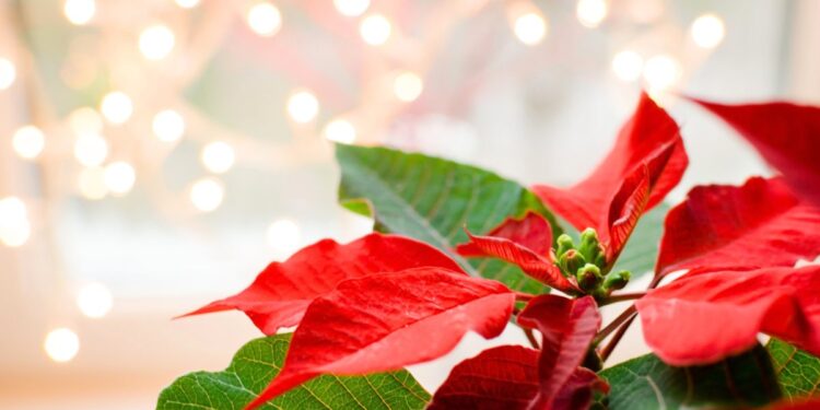 Perché a Natale si regala la stella di Natale?